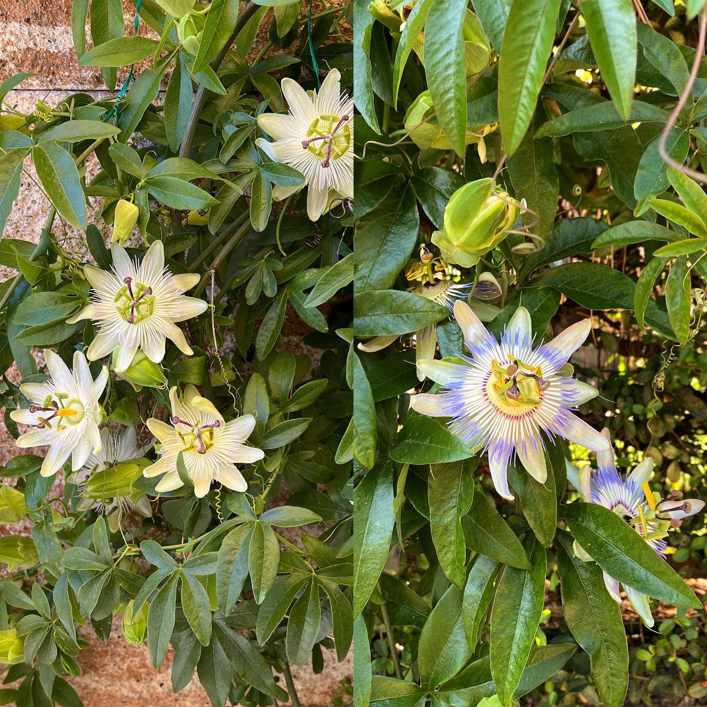 Passionsblume Passiflora Tricolour – Blüte Rosa, Weiß & Lila – Wenig Pflege – 3 Pflanzen – 11cm Höhe 40cm – Ideal für Balkon, Garten & Pergolen 