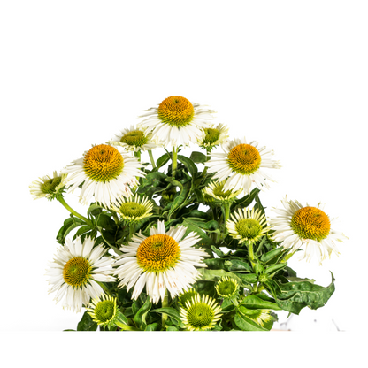 Echinacea purpurea White – Sonnenhut mit weißen Blüten – Ø 19 cm – Höhe 60-70 cm – Staudenpflanze – Für Beet & Staudenrabatten – Sonnenliebend & pflegeleicht 