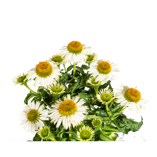 Echinacea purpurea White – Sonnenhut mit weißen Blüten – Ø 19 cm – Höhe 60-70 cm – Staudenpflanze – Für Beet & Staudenrabatten – Sonnenliebend & pflegeleicht 