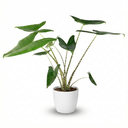 Green boutiQ - Zimmerpflanze - Elefantenohr - Alocasia Zebrina - Grün - Pflegeleicht - 1 Pflanze - Topf 21 cm - Höhe 70 - 75 cm 
