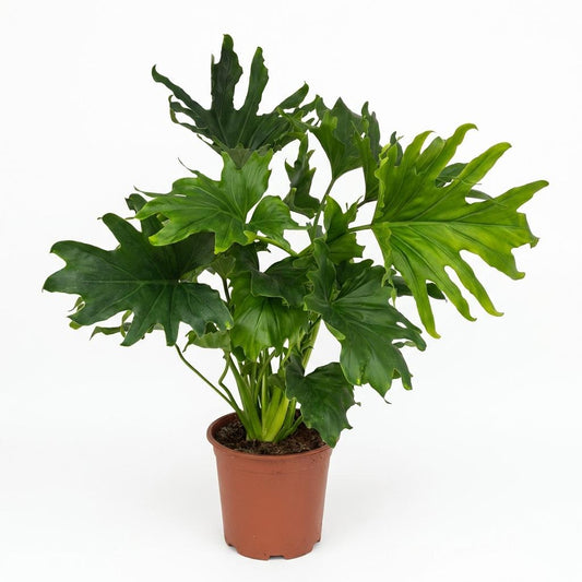Green boutiQ - Zimmerpflanze - Philodendron - Philodendron Lickety split - Grün - Pflegeleicht - 1 Pflanze - Topf 19cm - Höhe 70cm 