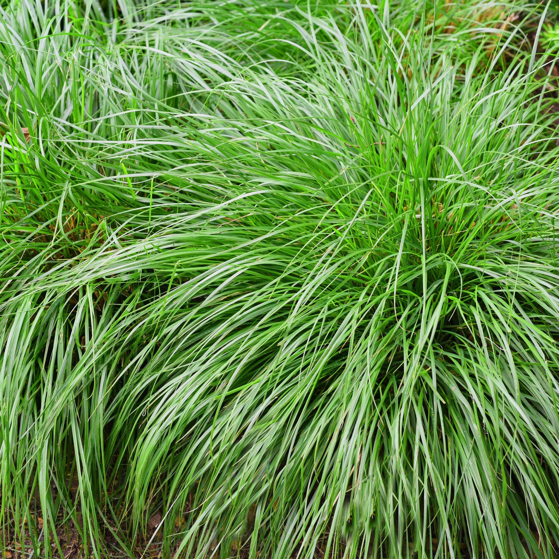 Japansegge – Carex oshimensis Intense Green – Ziergras – 4 Pflanzen – Immergrün – Pflegeleicht – Für Beet & Topf – Ø17 cm – Höhe ca. 50 cm 