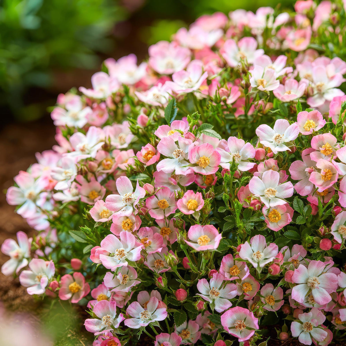 Green boutiQ - Gartenrose - Rosa Cutie Pie - Rose - Winterhart - Rosa - 1 Pflanze - Topf 12cm - Höhe 20-25cm 
