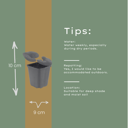 Europäische Haselwurz Asarum europaeum – 12 Pflanzen – Immergrüner Bodendecker – 10-25cm – Ø9cm – Schattenstaude für Garten & Unterpflanzung
