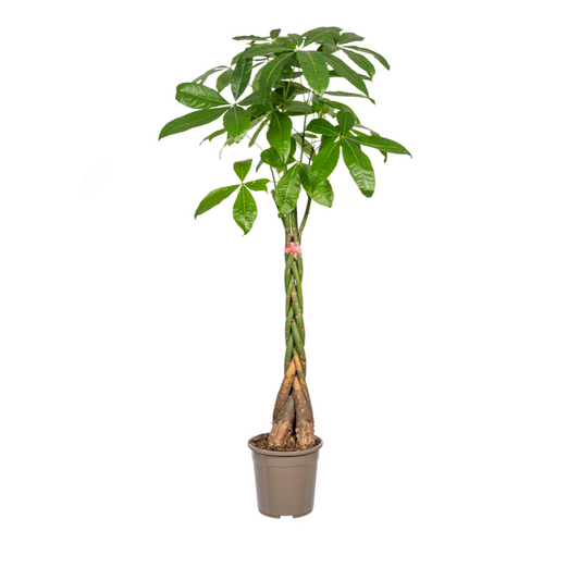 Glückskastanie - Pachira Aquatica - Zimmerpflanze - Ø24cm - ↕120 - 140cm
