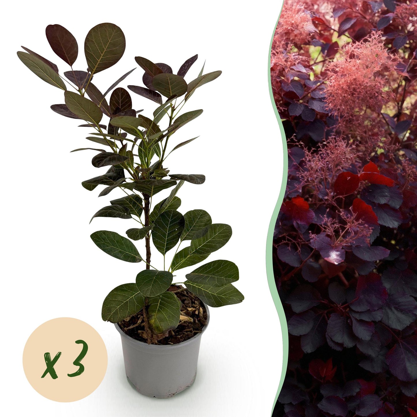 GreenboutiQ - Gartenpflanze - Cotinus coggyria Royal Purple - Lila - 3 Pflanzen - Laubabwerfend - Wenig Pflege - Topf 12cm Höhe 35cm 