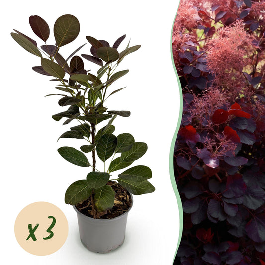 GreenboutiQ - Gartenpflanze - Cotinus coggyria Royal Purple - Lila - 3 Pflanzen - Laubabwerfend - Wenig Pflege - Topf 12cm Höhe 35cm 