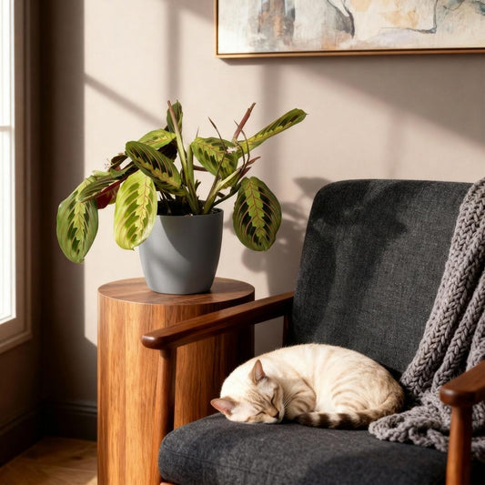 Green boutiQ - Zimmerpflanze - Maranta Fascinator Tricolour - Gebetsblatt - Haustierfreundliche Pflanze - Grün - 2 Pflanzen - mit Potter Grau - Topf 12cm - Höhe 25cm 