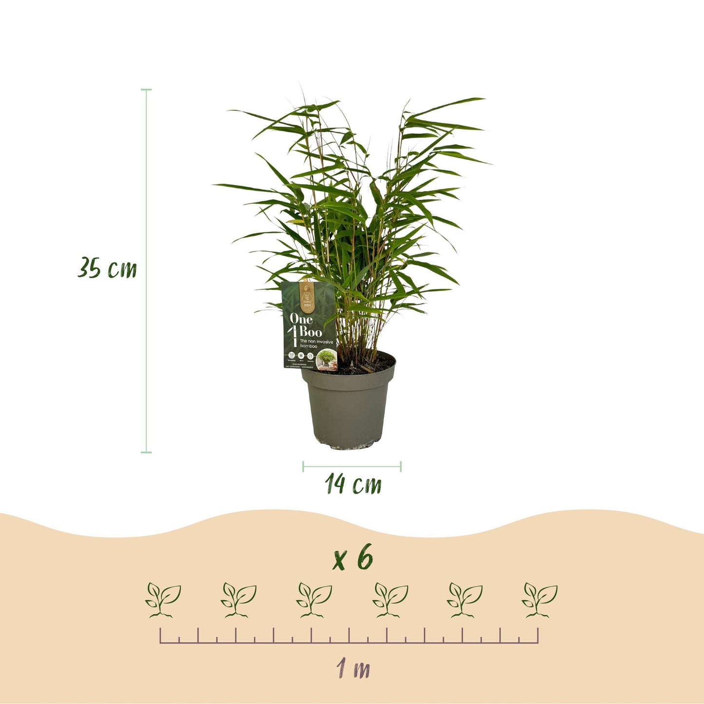 Green boutiQ - Bambus - Fargesia Rufa - Immergrün - Nicht invasiv - Grün - 18 Pflanzen - Topf 14cm - Höhe 35cm 