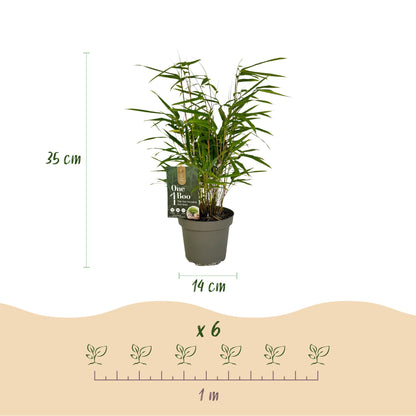 Green boutiQ - Bambus - Fargesia Rufa - Immergrün - Nicht invasiv - Grün - 18 Pflanzen - Topf 14cm - Höhe 35cm 