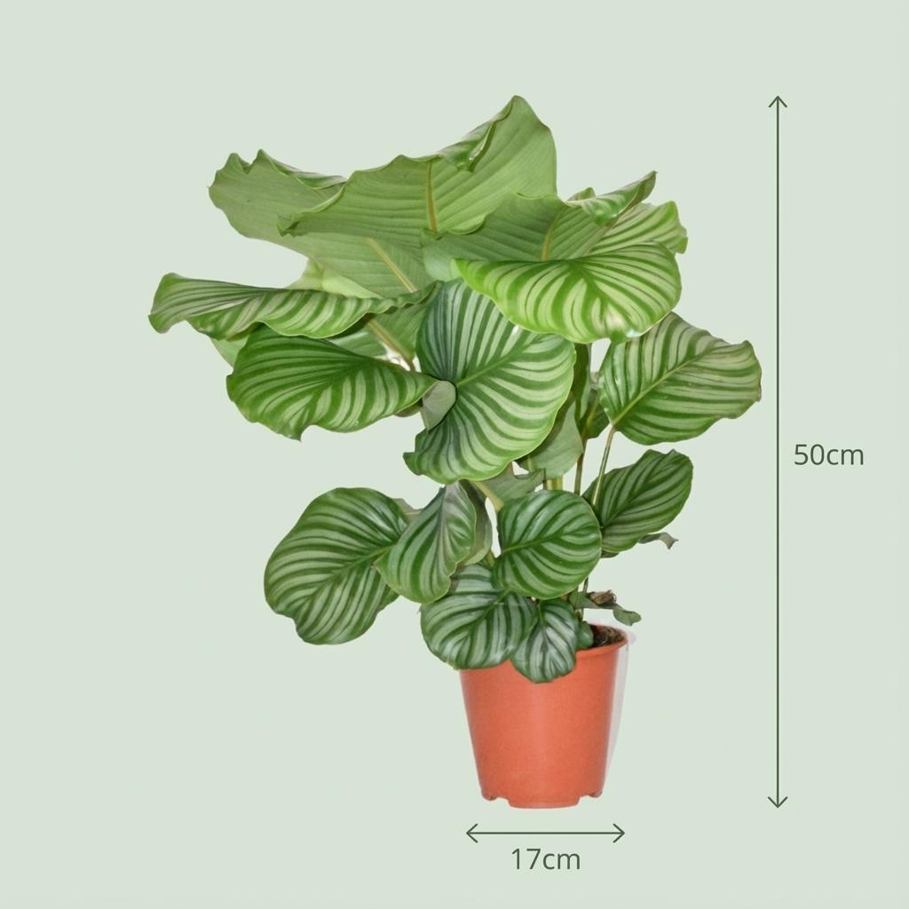 Korbmarante Calathea Orbifolia – Ø17cm – Höhe 40–50cm – Große silbrig gestreifte Blätter – Dekorative Zimmerpflanze für Wohnraum Büro & Schlafzimmer 