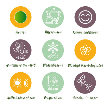 Staudenset „Teekräuter“ – 8 aromatische Kräuterstauden für ca. 1 m² – Für frischen Kräutertee aus dem eigenen Garten – Pflegeleichtes Kräuterpaket – Ø11 cm 