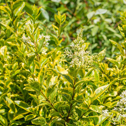 Ovalblättriger Liguster Ligustrum ovalifolium Aureum – Immergrüne Heckenpflanzen – 8 Pflanzen – 1 m – 9 cm Höhe 35–40 cm – Gelb-Grün – Pflegeleicht 