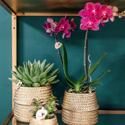 Phalaenopsis Orchidee Rosa Treviso – 4 Blütenzweige – Zimmerpflanze im goldenen Groove-Topf Ø12cm – Höhe 35cm – Exotische Blütenpracht 
