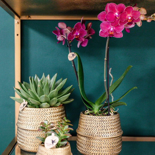 Phalaenopsis Orchidee Rosa Treviso – 4 Blütenzweige – Zimmerpflanze im goldenen Groove-Topf Ø12cm – Höhe 35cm – Exotische Blütenpracht