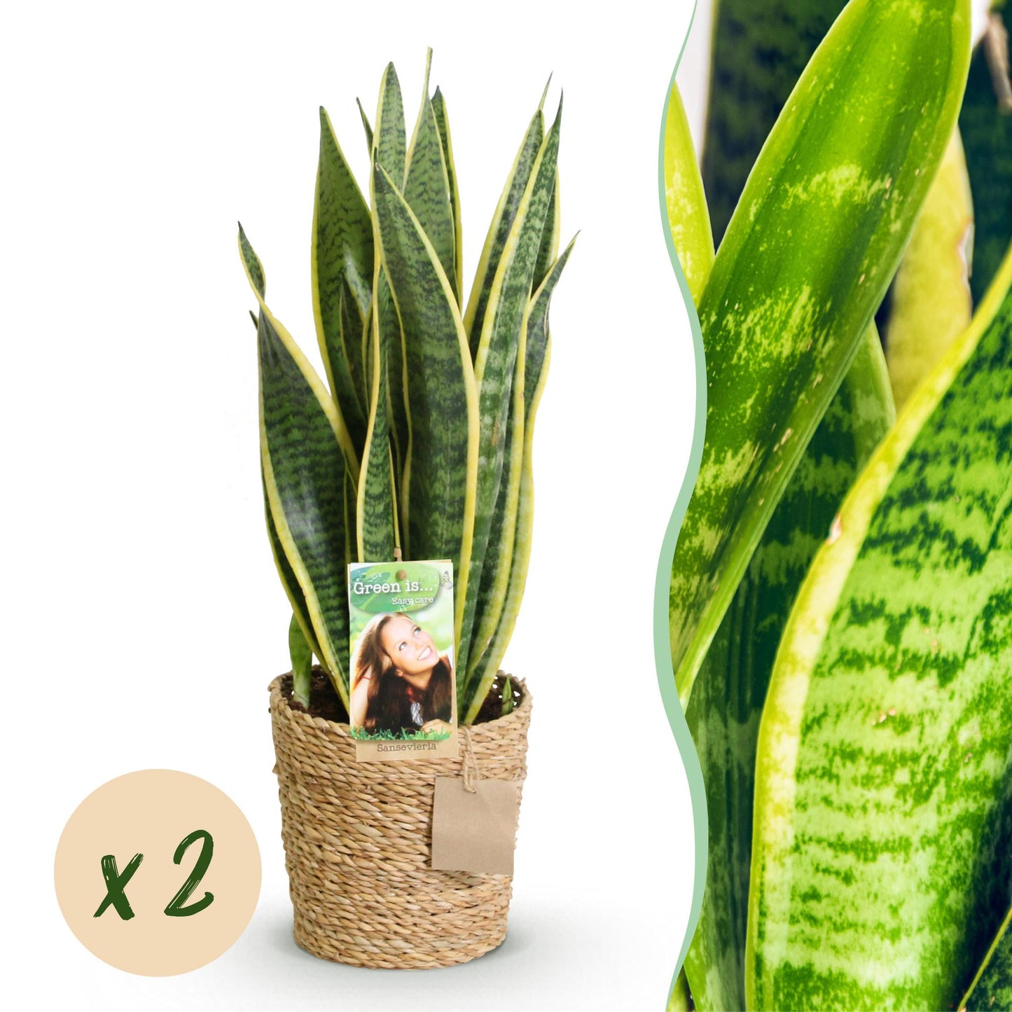 Green boutiQ - Zimmerpflanzen - Sanseveria Laurentii - Schwiegermutterzunge - Pflegeleicht - mit Korb - Grün - Gelb - 2 Pflanzen - Topf 17cm - Höhe 60-70cm 
