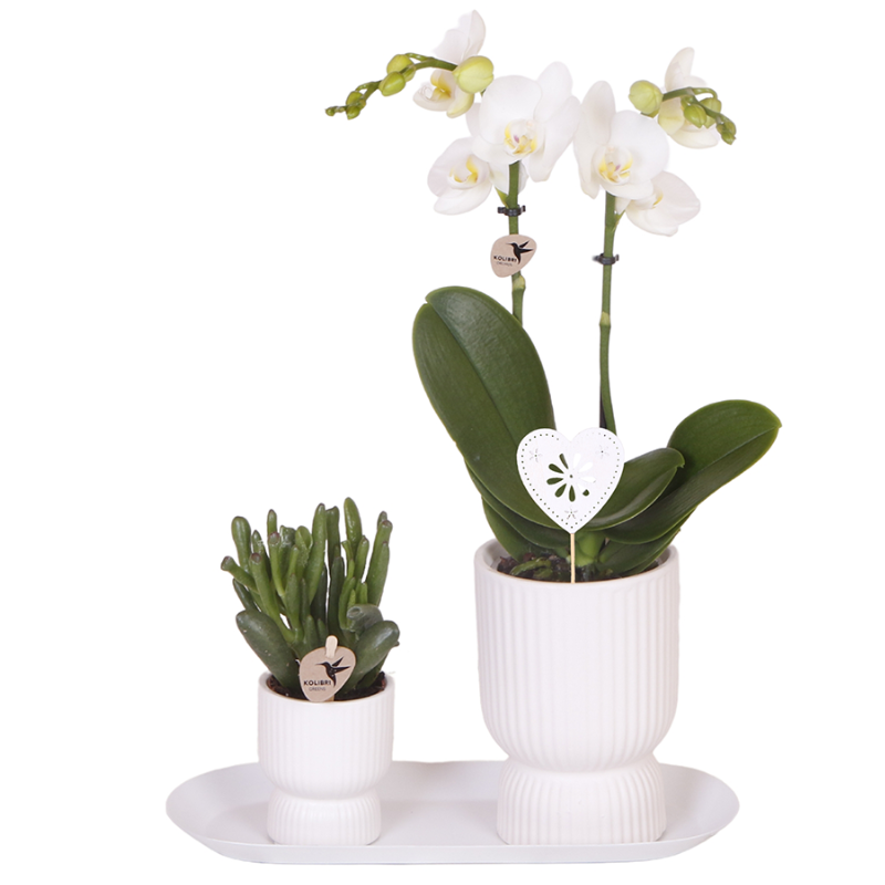 Kolibri Orchids | Geschenkset Diabolo White Small | Weiße Amabilis Orchidee 9cm + Grünpflanze inkl. weiße Übertöpfe & ovales Tablett 