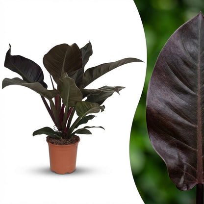 Green boutiQ - Zimmerpflanze - Philodendron - Philodendron Imperial Red - Rot - Pflegeleicht - 1 Pflanze - Topf 19cm - Höhe 60cm 