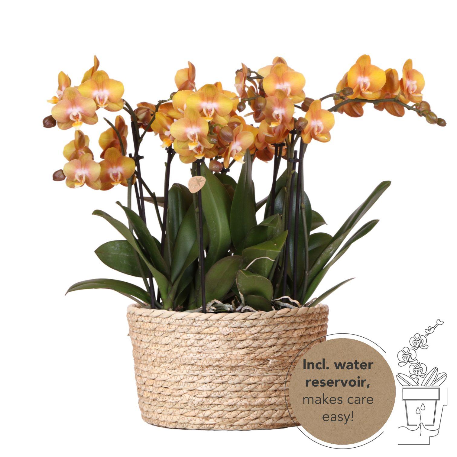 Kolibri Orchids | orange Orchideen-Set im Schilfkorb inkl. Wassertank | drei orange Orchideen Las Vegas 12cm | Mono Bouquet orange mit autarkem Wassertank. 
