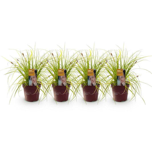 Japansegge Carex oshimensis Everillo – Immergrünes Ziergras – Gelbe Blätter – 4 Pflanzen – Pflegeleicht – Ø17 cm – Höhe ca. 50 cm 