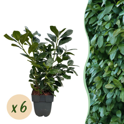 Kirschlorbeer - Prunus laurocerasus Etna - Hecke - Blatt grün - 6 Pflanzen - 1 laufender Meter - immergrün - Topf 17cm Höhe 50cm