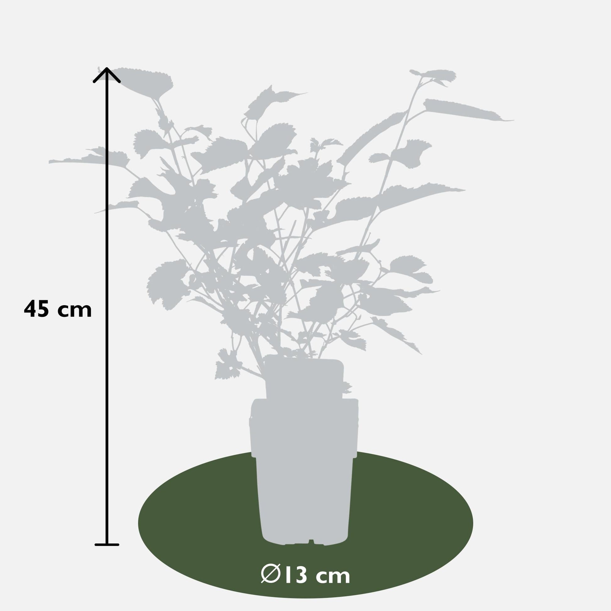 Schwarze Maulbeere – Morus nigra 'Mulle' – Ø13cm – ↕45cm – Bio-Anbau – Vitaminreiche Obstpflanze für Garten & Topf 