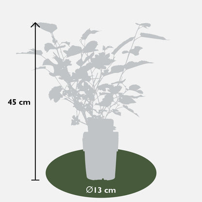 Schwarze Maulbeere – Morus nigra 'Mulle' – Ø13cm – ↕45cm – Bio-Anbau – Vitaminreiche Obstpflanze für Garten & Topf 