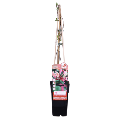 Waldgeißblatt - Lonicera periclymenum 'Belgica' - Ø15cm - ↕65cm 