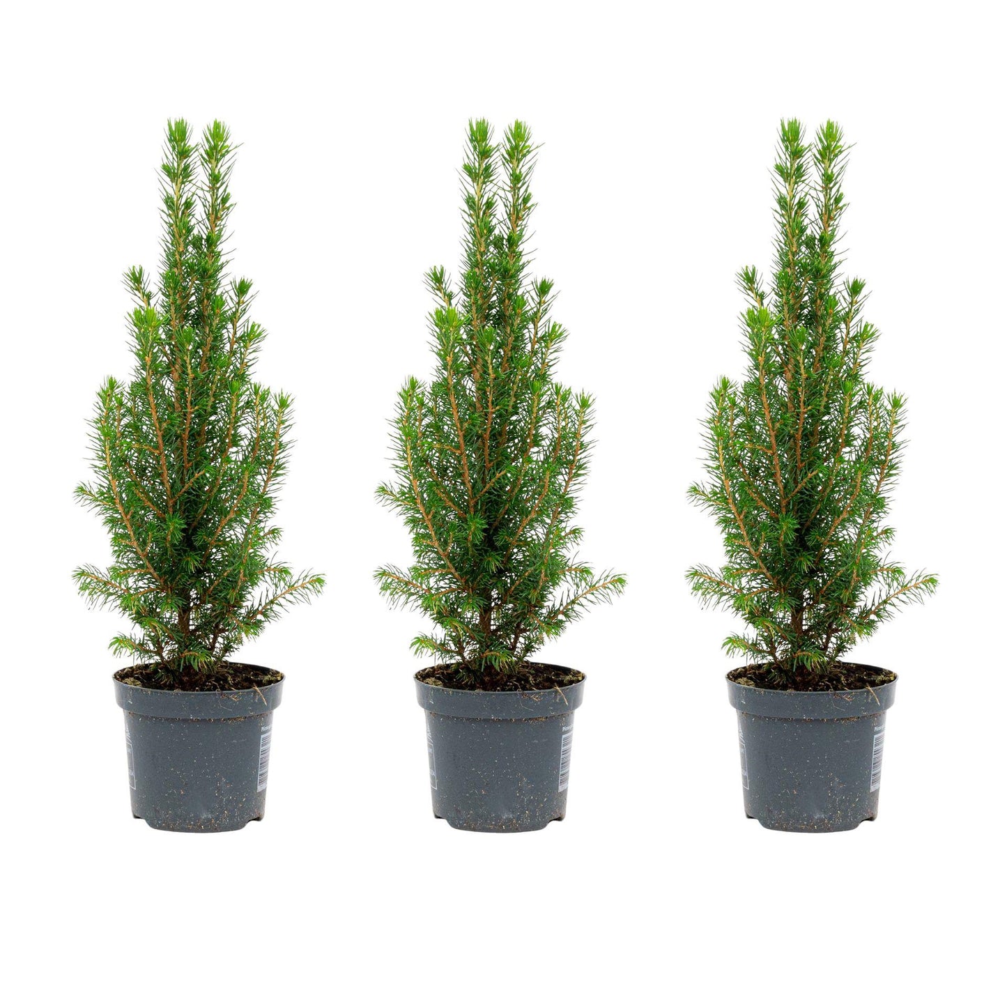 3x Mini Christmas Tree - Picea Glauca Perfecta - 25-30 cm 