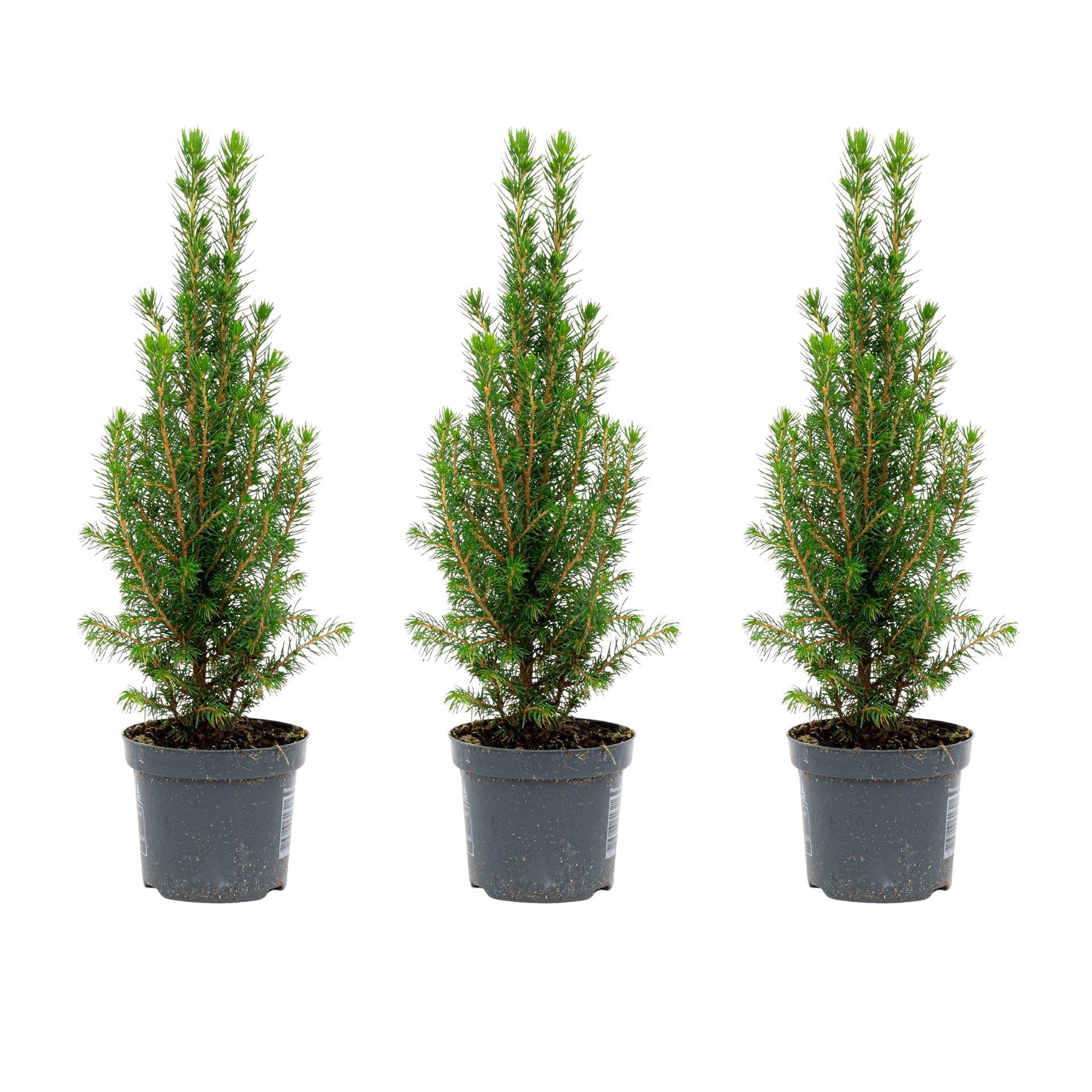 3x Mini Christmas Tree - Picea Glauca Perfecta - 25-30 cm 