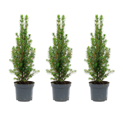 3x Mini Christmas Tree - Picea Glauca Perfecta - 25-30 cm 