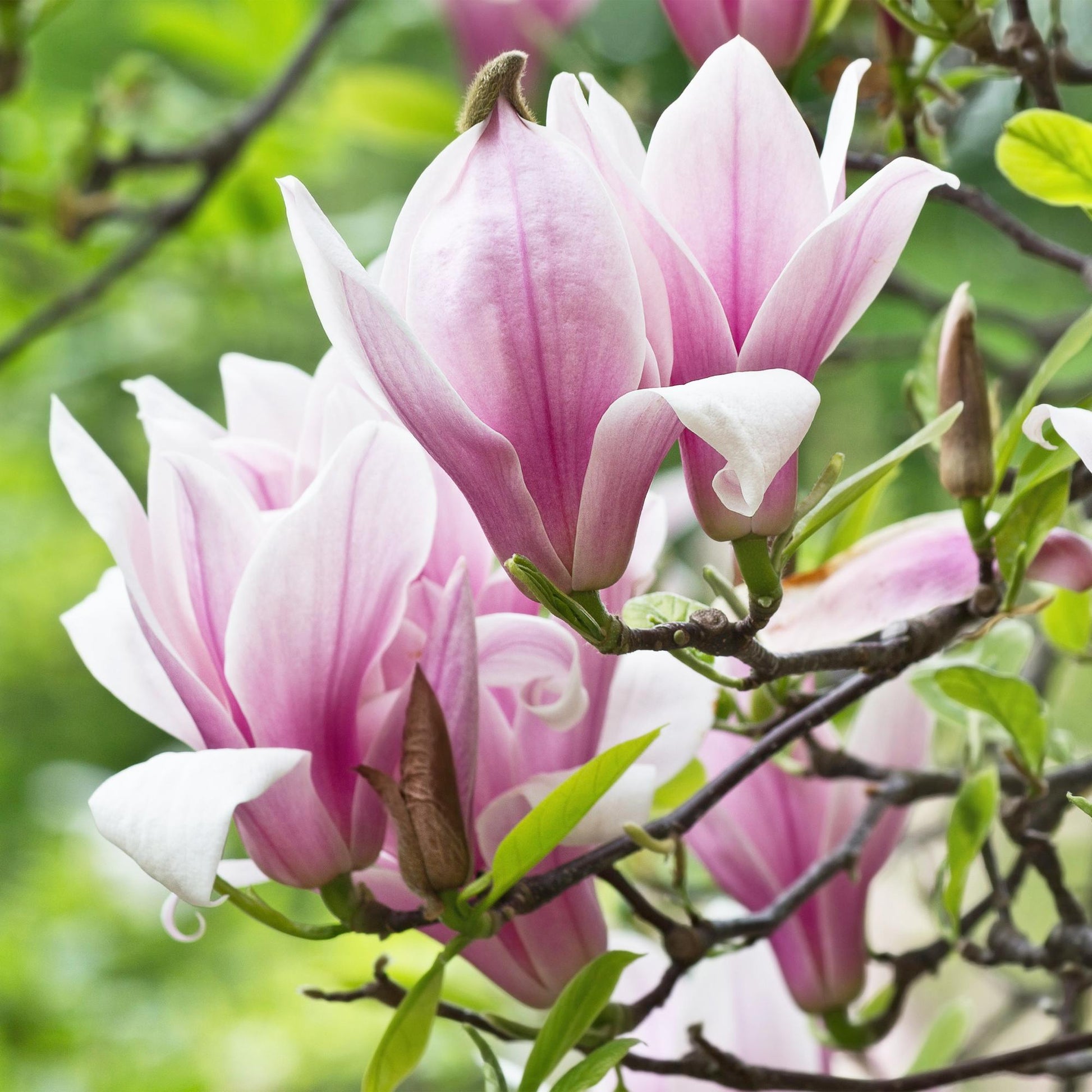 GreenboutiQ - Gartenpflanze - Magnolia George Henry Kern - Blüte Rosa - 3 Pflanzen - Laubabwerfend - Wenig Pflege - Topf 12cm Höhe 30cm 