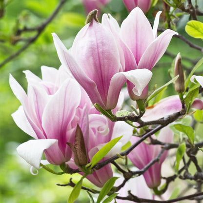 GreenboutiQ - Gartenpflanze - Magnolia George Henry Kern - Blüte Rosa - 3 Pflanzen - Laubabwerfend - Wenig Pflege - Topf 12cm Höhe 30cm 