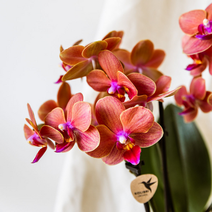 Orangenes Orchideenset – 3x Bolzano-Orchideen 9cm – Como Blumentopf mit Easy Watering System – Selbstbewässernd