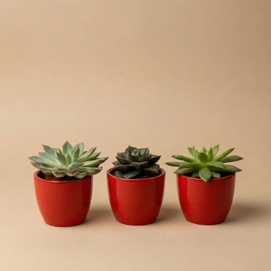 Sukkulenten Set 3er mit rotem Mini-Topf - ↑ 8–12 cm 