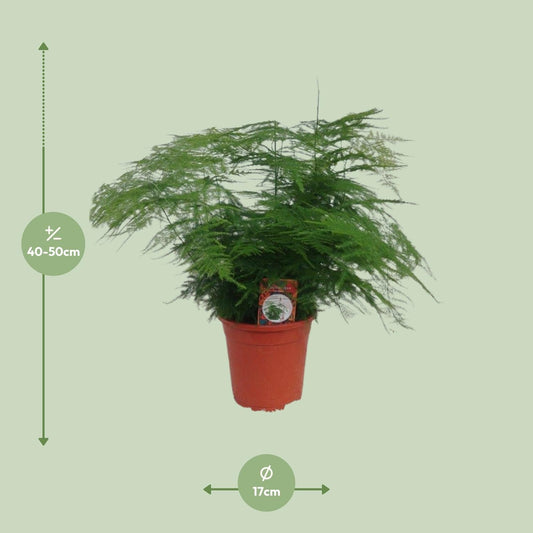 Asparagus Setaceus - Ø17cm - ↕45cm 
