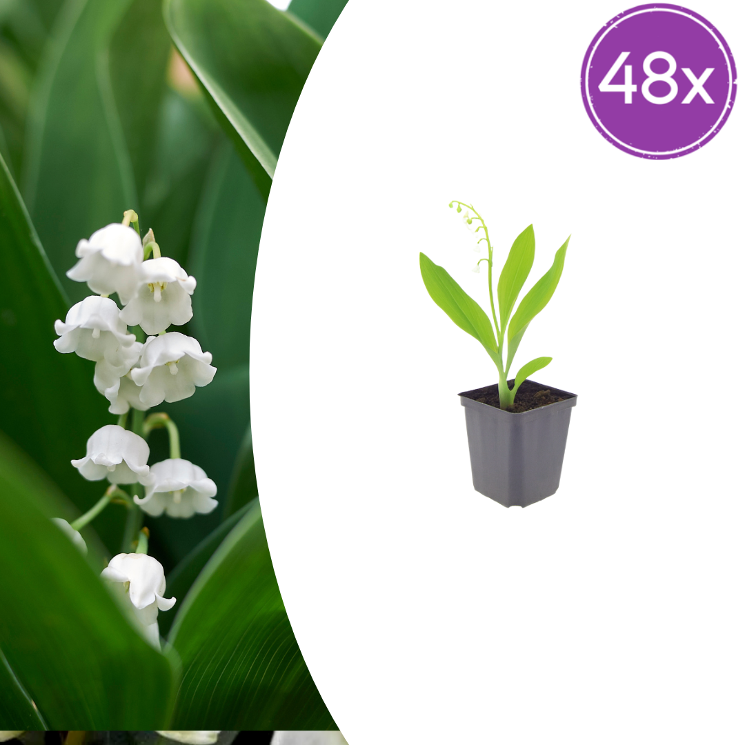 Maiglöckchen Convallaria majalis – 48 Pflanzen – 10-25cm – Ø9cm – Duftende Schattenstaude mit weißen Blüten – Winterharter Bodendecker für Garten & Gehölzrand