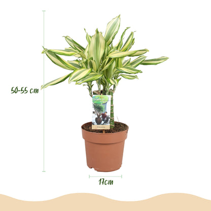 Green boutiQ - Zimmerpflanzen - Dracaena fragrans Diamond Dream - Drachenbaum - Pflegeleicht - Bunt - 2 Pflanzen - Topf 17cm - Höhe 50-55cm 