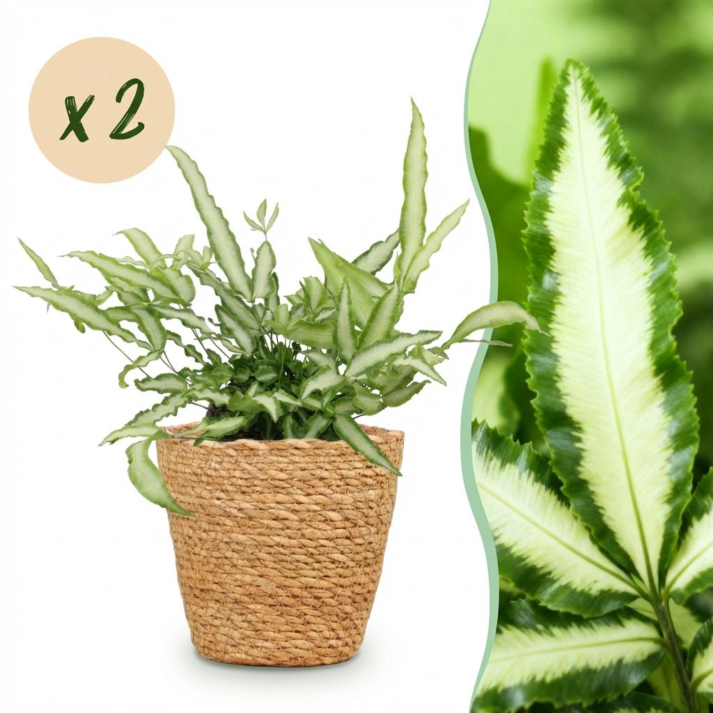 Green boutiQ - Zimmerpflanze - Pteris cretica Albolineata - Schwertfarn - Haustierfreundliche Pflanze - Grün - 2 Pflanzen - mit Korb - Topf 12cm - Höhe 20cm 