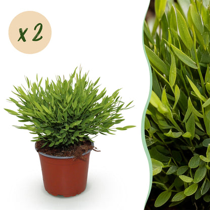 Green boutiQ - Zimmerpflanze - Bamusa Pogonatherum Monica - Bambusgras - Haustierfreundlich - Grün - 2 Pflanzen - Topf 12cm - Höhe 30-35cm 