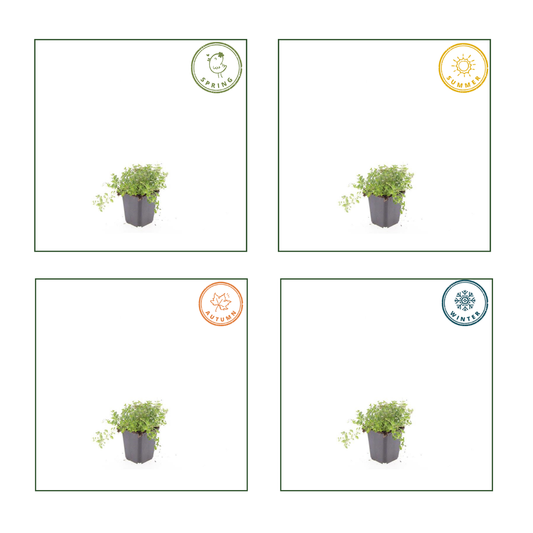 Thymus serpyllum Set – 12 Pflanzen Ø9cm – Duftender Sand Thymian Bodendecker – Winterhart trockenheitsresistent niedrig wachsend – Für Steinfugen Wege Garten Terrasse Bienenfreundlich 