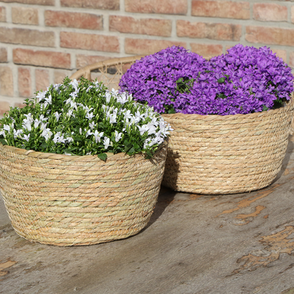 Campanula Addenda Ambella weiß - Weidenschale mit Campanula mit Bewässerungssystem - 3 Stück - Glockenblume weiß - Topfgröße 12cm 
