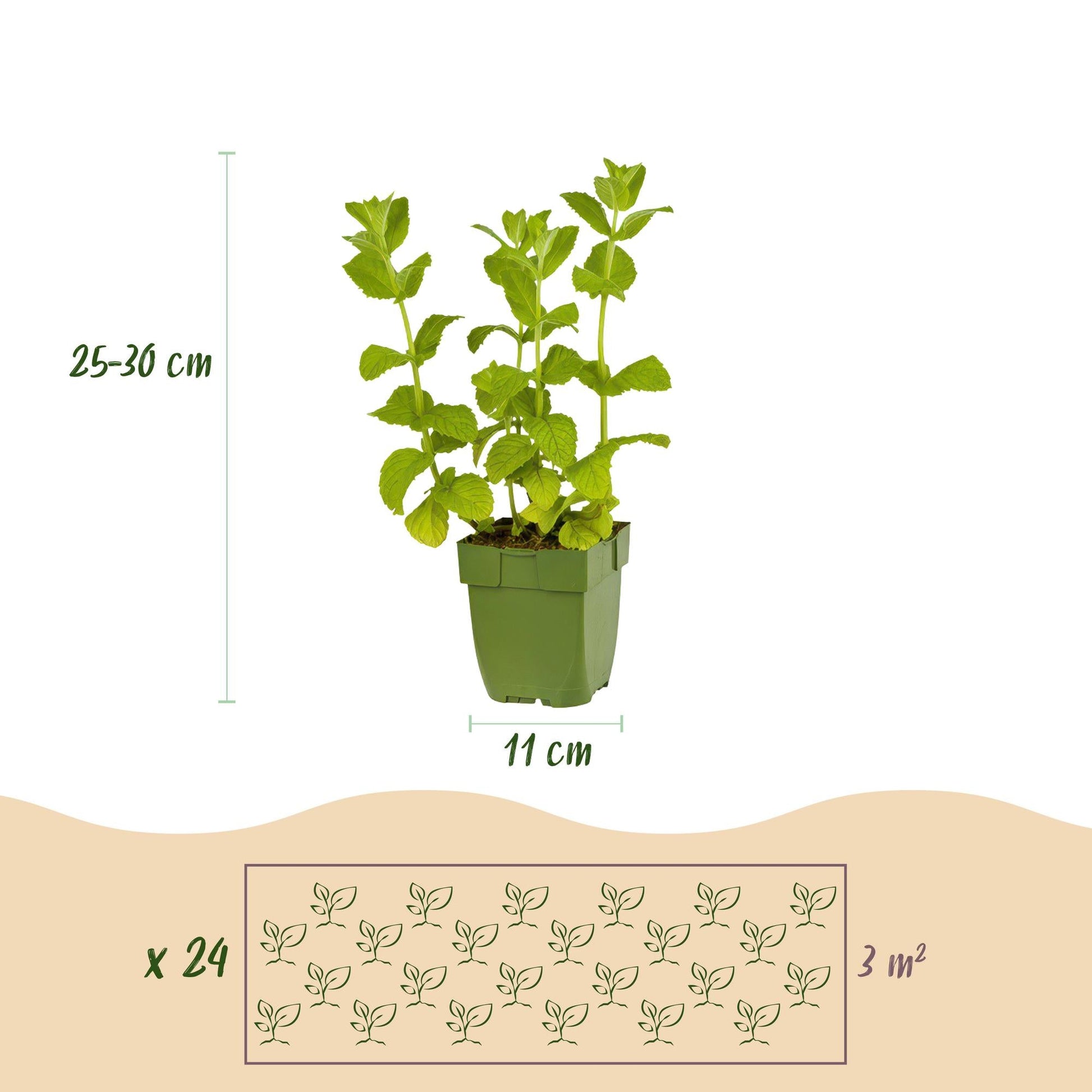 Staudenset – Kräuter – 24 Teekräuter-Stauden für 3 m² – Aromatisch & Duftend – Pflegeleicht – Verschiedene Sorten – Ø11 cm 