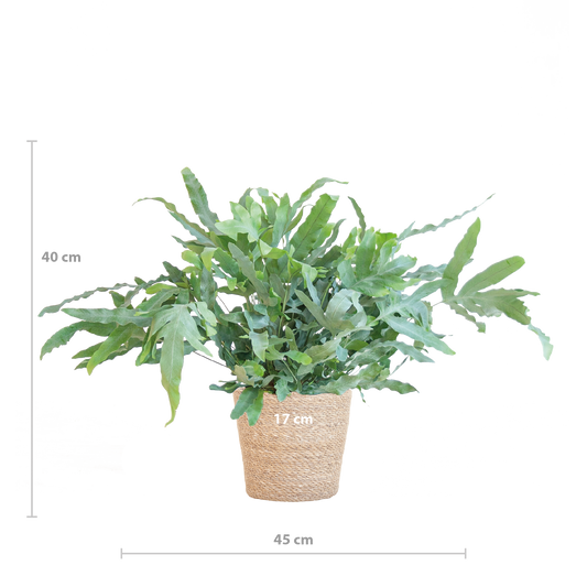 Phlebodium Aureum ‘Blue Star’ – Blauer Tüpfelfarn – Zimmerpflanze inkl. Korb Sofia natur – Höhe 40 cm – Ø17 cm – Pflegeleicht & dekorativ 