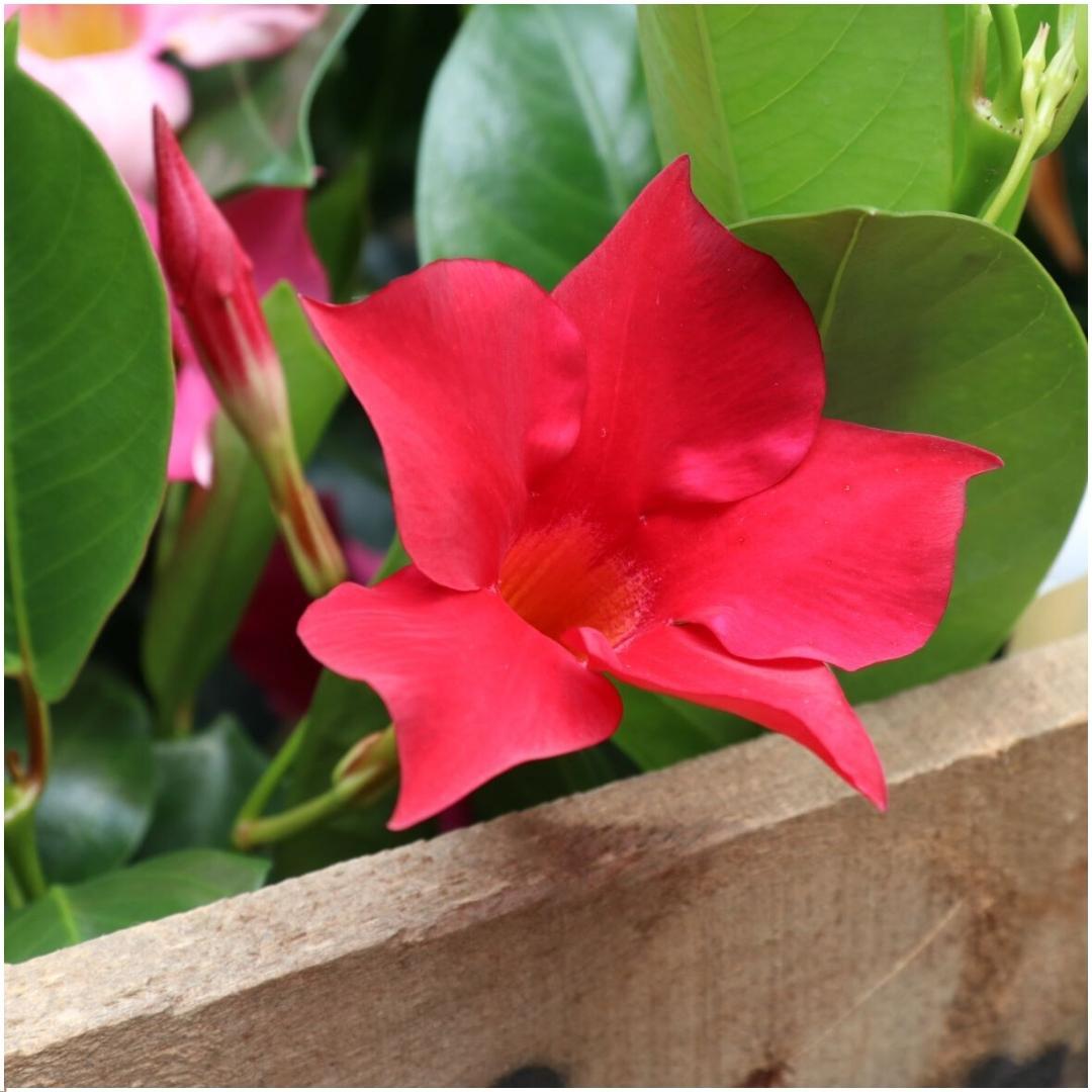 Kletterpflanze - Dipladenia Red - Mandevilla Red - Ø12 cm - ↕25 cm - 6 Stück