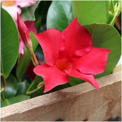 Kletterpflanze - Dipladenia Red - Mandevilla Red - Ø12 cm - ↕25 cm - 6 Stück