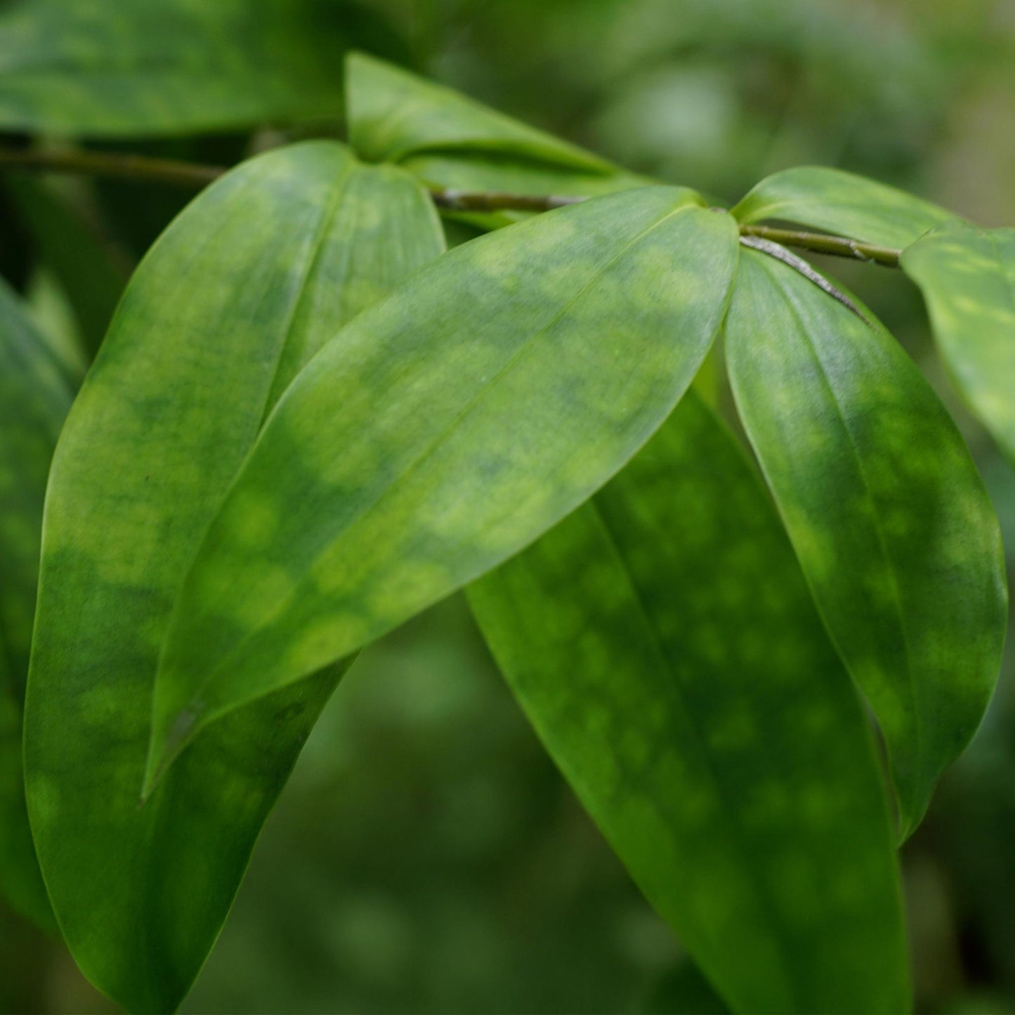 Green boutiQ - Zimmerpflanzen - Dracaena surculosa - Drachenbaum - Wenig Pflege - mit Korb - Grün - 1 Pflanze - Topf 17cm - Höhe 60-70cm 