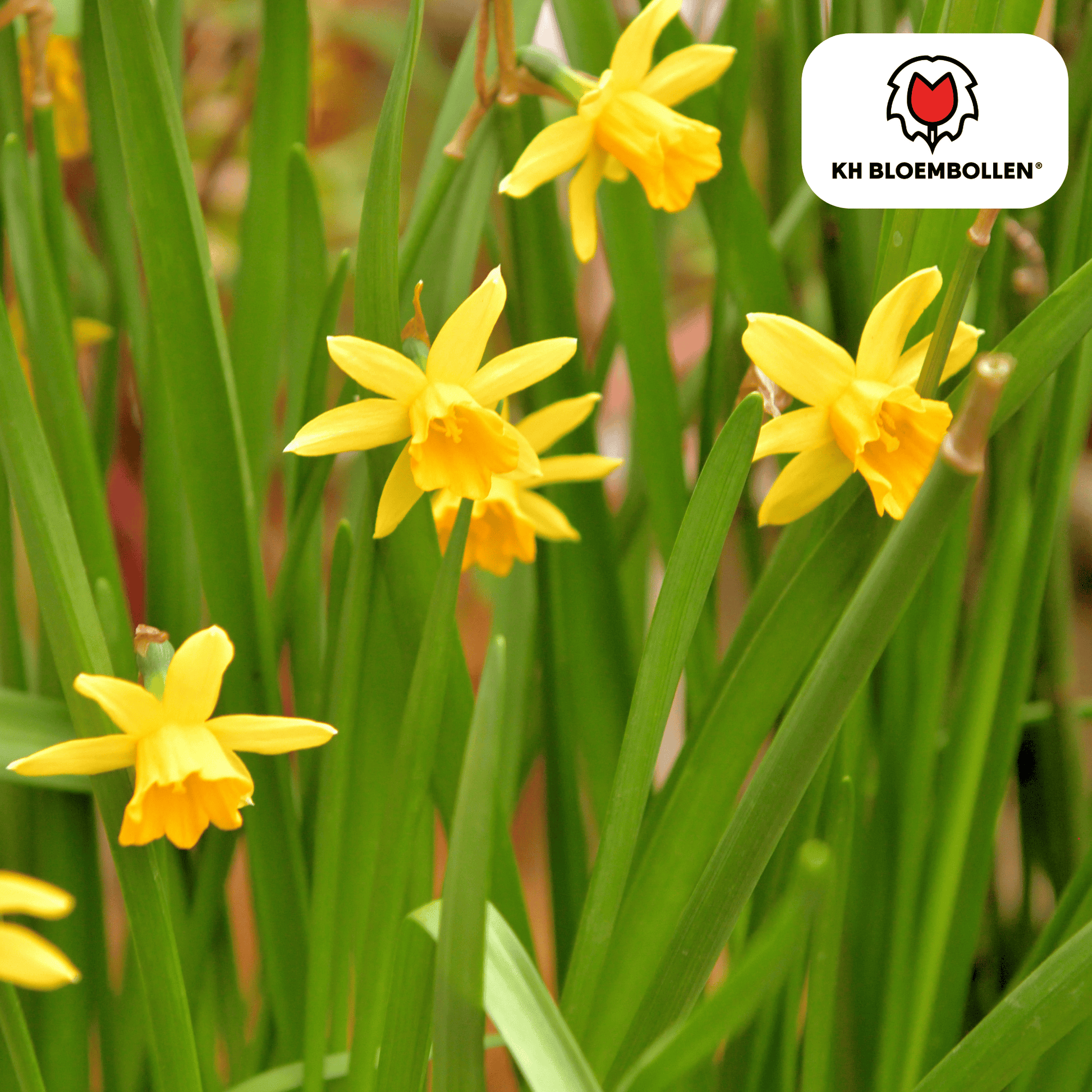 Narzisse 'Tête-à-Tête' – Mini-Narzisse – leuchtend gelbe Frühjahrsblüher – 25 Blumenzwiebeln – ↕15-20cm – ideal für Beet, Balkon & Topf 