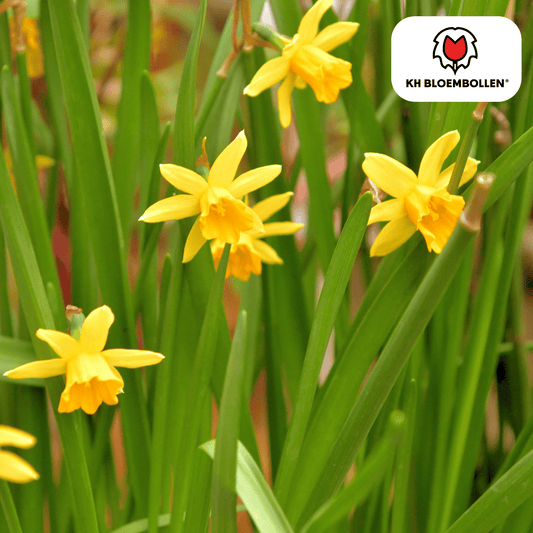 Narzisse 'Tête-à-Tête' – Mini-Narzisse – leuchtend gelbe Frühjahrsblüher – 25 Blumenzwiebeln – ↕15-20cm – ideal für Beet, Balkon & Topf 