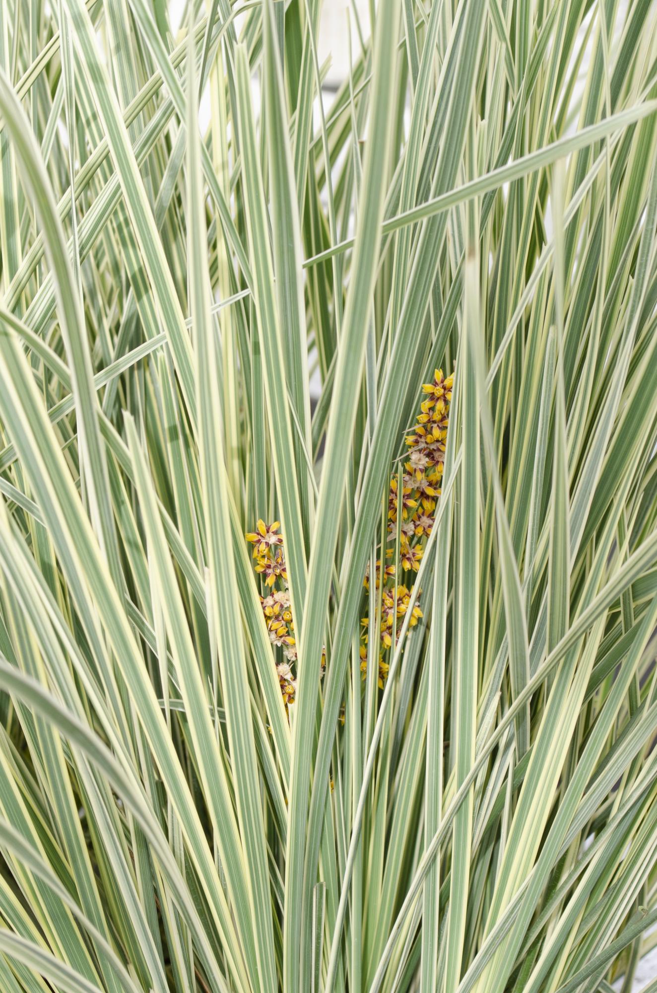 Geißblatt - Lomandra longifolia 'White Sands' - Ø19cm - ↕40cm 